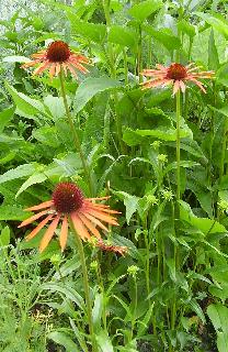 Echinacea 'Art's Pride' Arts Pride is a stunning hybrid which is derived from a yellow echinacea (E. paradoxa) and a pink Echinacea (E. purpurea), and has soft orange flowers with a red tint.