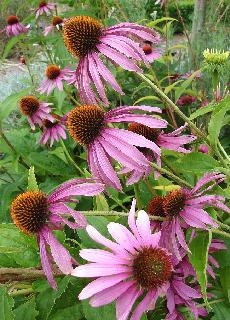 Echinacea pallida 'Coneflower' Not as effective medicinally as other Echinacea, but it makes a delightful specimen plant.
