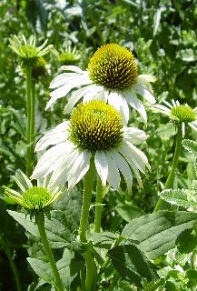 Echinacea purpurea 'White Swan' White Swan doesn't grow as tall as other echinacea varieties making it a good medium height plant for the border.