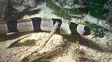 Myrichthys-columbrinus Snake ee.