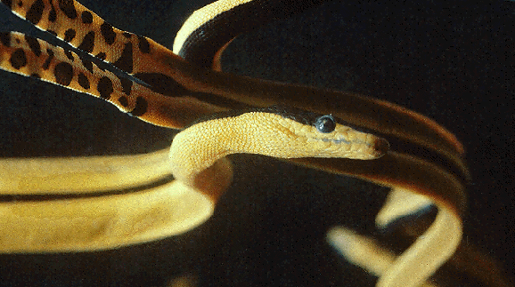 Yellow Bellied Sea Snakes (Pelamis platurus).