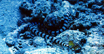 Ao-Madara-Umi-Heb / Yellow-lipped sea snake