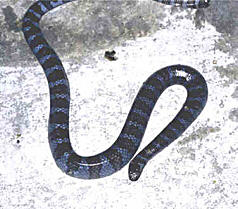 Erabu-Umi-Hebi / Erabu sea snake