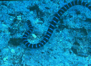 Hiroo-Umi-Hebi / Banded amphibious sea snake