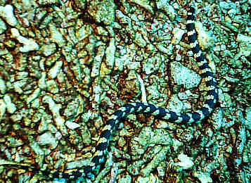 Ijima's turtle-headed sea snake / Emydocephalus ijimae
