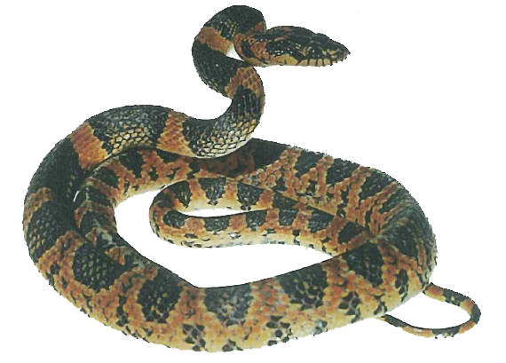 Akamata snake