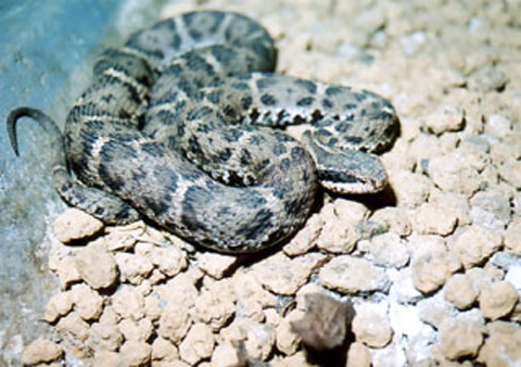 Mamushi snake - Japanese mamushi