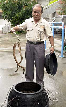 Nanto World of Okinawa uses live habus, like this one Hideo Iguchi pulls from a plastic basket, for its potent mixture of awamori, herbs and snakes.