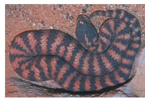 Pilbara Death Adder