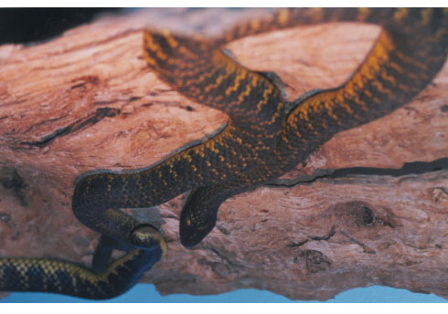 Western Tiger Snake