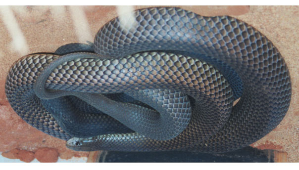 Mulga Snake