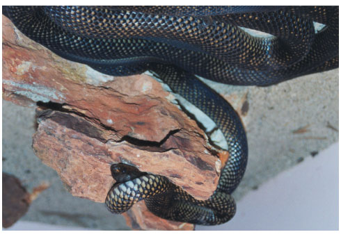 Spotted Mulga Snake