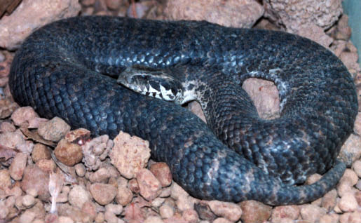 Southern Death Adder