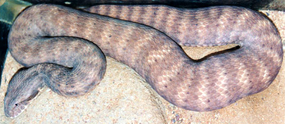 Southern Death Adder