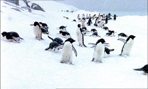 Antarctica is home to millions of penguins, seals,whales and birds. 