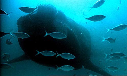 Southern right whales have a 3 metre long curtain of flexible bone plates between their top and bottom jaws enabling them to sieve copepods and crustaceans from the sea. 