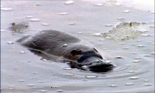 Platypus are not often seen in the wild. 