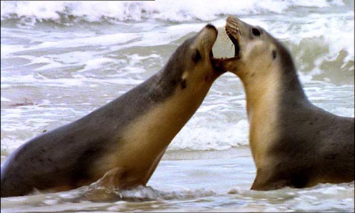 Australian sea lions live for between seventeen and twenty-five years. 