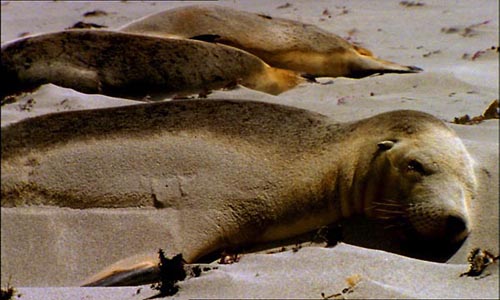 Australian sea lions are one of the world's rarest eared seals.