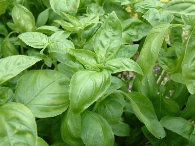 Basil Ocimum Basilicum Ham and Basil Breakfast Omelette