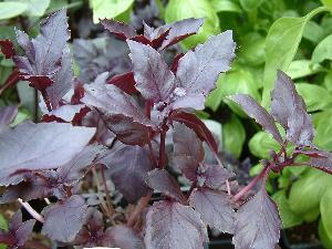 Purple Ruffles Basil