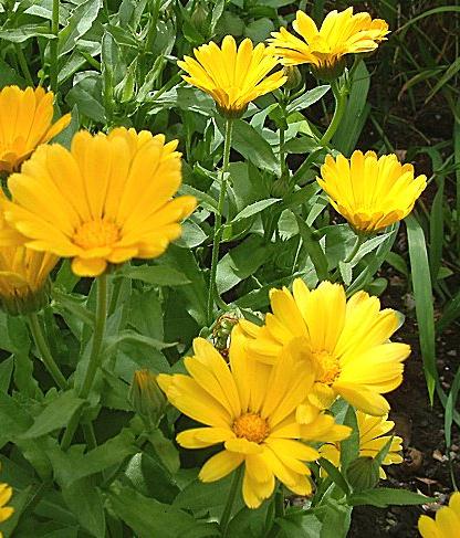 calendula