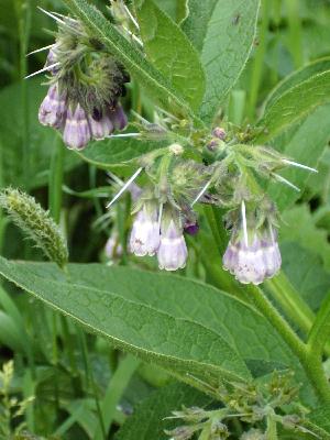 Comfrey