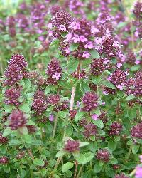 Common Thyme