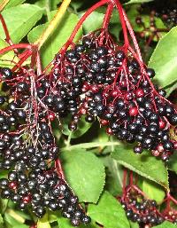 The berries