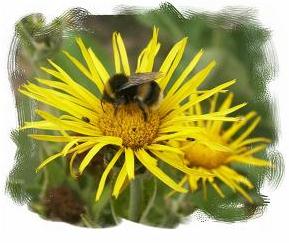 Photograph of elecampane