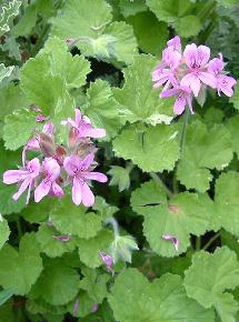 Flowering Atomic Snowflake