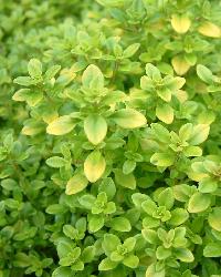 Golden Thyme