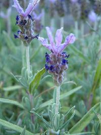 Lavendula stoechas