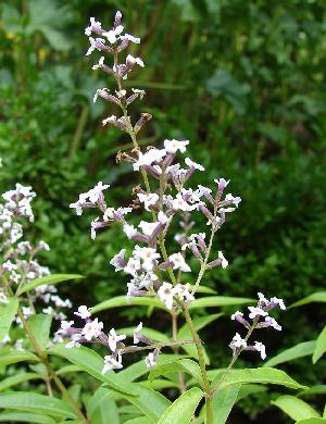 Lemon Verbena Flowers