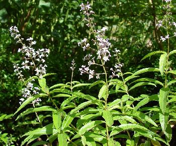 Verveine citronnelle Aloysia triphylla Lippia citriodora Meilland