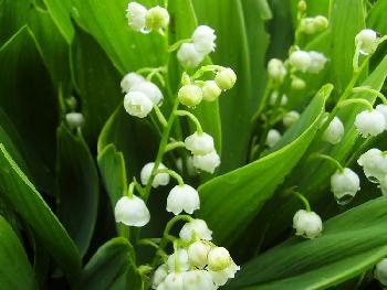 Lily Of The Valley Convallaria majalis