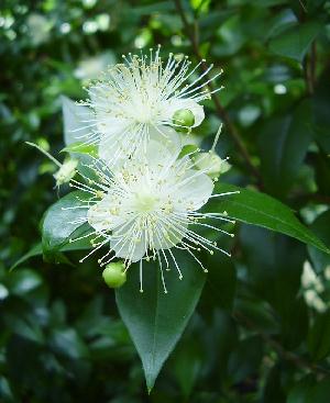 Myrtle Flowers Myrtus communis