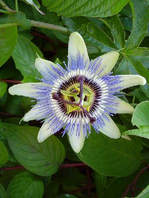 Blue Passionflower