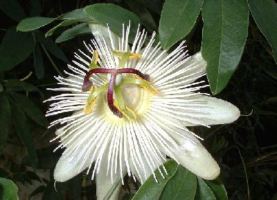 Passiflora 'Constance Eliott'