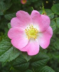Sweet Briar Rose