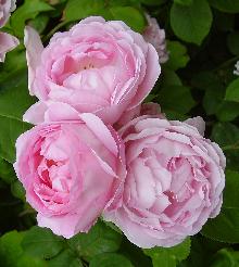 Cabbage Rose