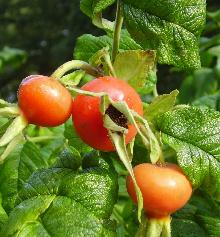 Japanese Rose Hips