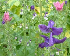 Painted sage in flower