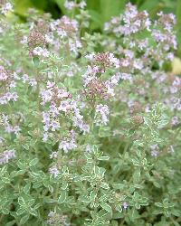 Silver Thyme