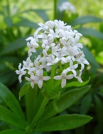 Sweet Woodruff Flower