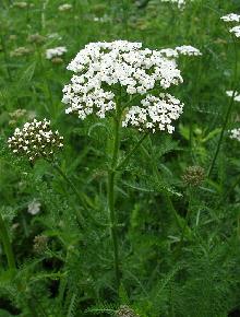 Common Yarrow