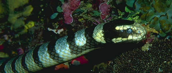 poisonous sea snakes