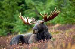 The Elk (Alces alces) (in U.S.A.:Moose)