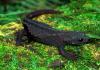Ibo-imori (Anderson's alligator newt), Tylotriton andersoni 
