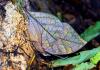 Konaha-chou (Leaf Butterfly), Kallima inachus eucerca